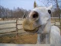 ilarità equine