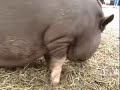PigMoon