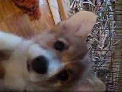 Adorable,Baby,Corgi