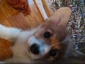 Belle - Our Pembroke Welsh Corgi Puppy Pembroke Welsh Corgi