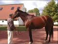 Afleet Alex 2007 - famous racehorse now retired