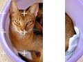 Abyssinian Cats and Kittens