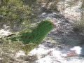 Western Ground Parrot