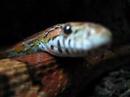 Eye in Eye with 2 Snakes