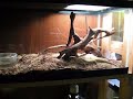 Skinks on Roaches