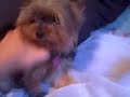 Tippy The Yorkie Gets Angry Tippy The Yorkie Gets Angry