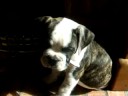 Matzoball Chewing Wood (English Bulldog)