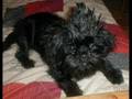 Affenpinscher