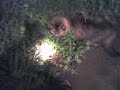 Norberto comiendo raton Norberto comiendo raton
