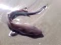 Baby Sandshark at Diamond Beach 08