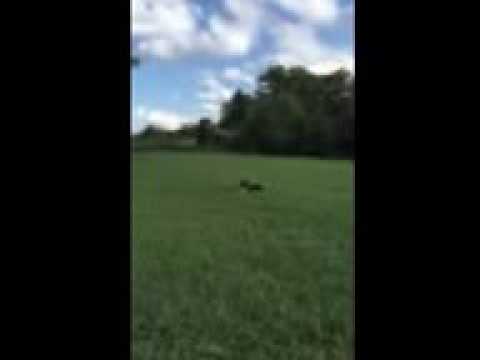 Playful Border Collie Puppy