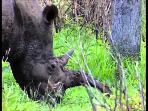 hippopotame