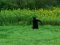 UPSTATE NEW YORK BIGFOOT FOOTAGE