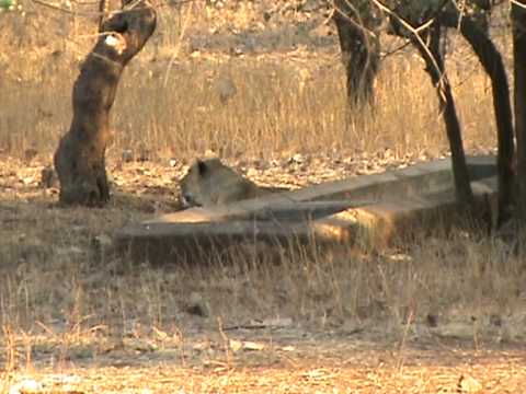 LIONESS CUB +