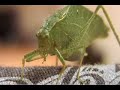 BUG Gets Mad