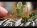bug gets mad
