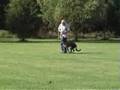 Barney doing heelwork.