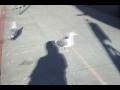 videos de Seagull 2 !!