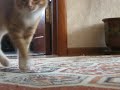 Кот ушёл / Cat gone