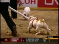Potroast the Superdog