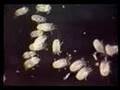 Second Wind Air Purifiers - Dust Mites
