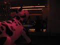 Cow tipping at the QT hotel pool Cow tipping at the QT hotel pool