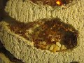 My Myrmica Rubra Colony (Fast View) My Myrmica Rubra Colony (Fast View)