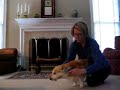 Corgi Fester gets groomed Corgi Fester gets groomed