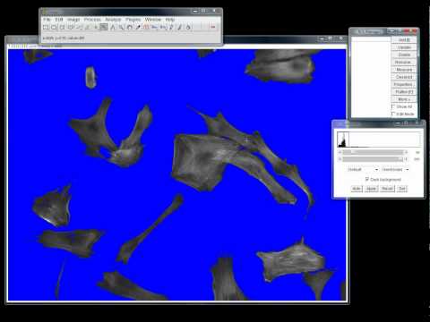 how to use imagej to measure length