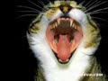 laughing cats