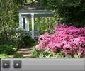 how to get more flowers on azaleas