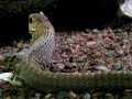 Feed boomslang Feed boomslang