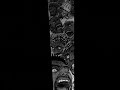[BERSERK MANGA] 『Capitulo 297』