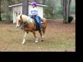 Henry - haflinger gelding