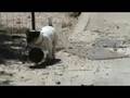 taz le chien qui dribble