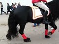 FRISONI BELLISSIMI FRISONI BELLISSIMI