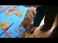The Reigndog Video
