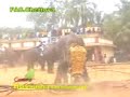 Angry elephant in kerala, India