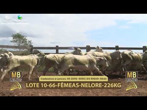 547� LEIL�O VIRTUAL MB LEIL�ES