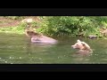 Grizzly Bears Fighting over Salmon Hole