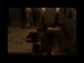 Me Playing Fetch With My Dog