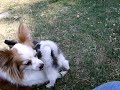 CHILLAS PUPS CHILLAS PUPS