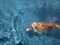 Awesome dog dive