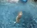Awesome dog dive