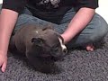 MONA LISA X BLUE BURBAN'S T-WREX MALE PUPS @ 8WKS. 6DAYS