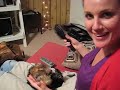 Zola Belle - Little Yorkie Puppy - Getting Brushed and EATING Brush