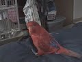 Come here, come here