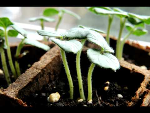 how to transplant okra