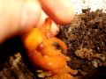 Xylotrupes pubescens-kukla tohto chrobáka Xylotrupes pubescens-kukla tohto chrobáka