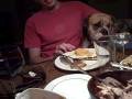 videos de Thnkfl Dogz